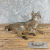 Bobcat Taxidermy Mount For Sale - Image 7