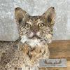 Bobcat Taxidermy Mount For Sale - Image 8