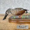 Argentine Red Shoveler Taxidermy Duck Mount For Sale - Image 2