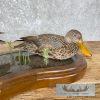 Argentine Red Shoveler Taxidermy Duck Mount For Sale - Image 3