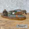 Argentine Red Shoveler Taxidermy Duck Mount For Sale - Image 5