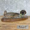 Argentine Red Shoveler Taxidermy Duck Mount For Sale - Image 6