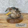 Argentine Red Shoveler Taxidermy Duck Mount For Sale - Image 7
