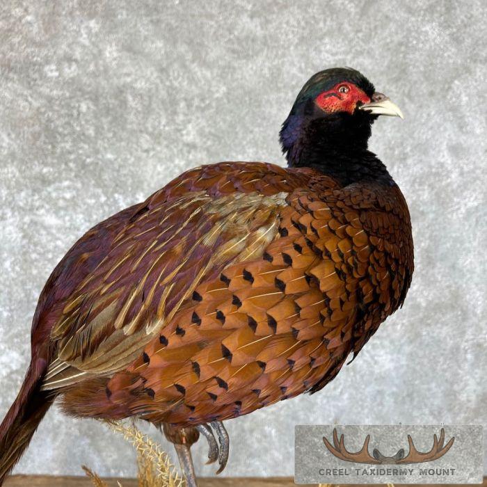 Talish Pheasant Taxidermy Bird Mount For Sale - Image 2