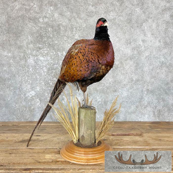 Talish Pheasant Taxidermy Bird Mount For Sale - Image 3