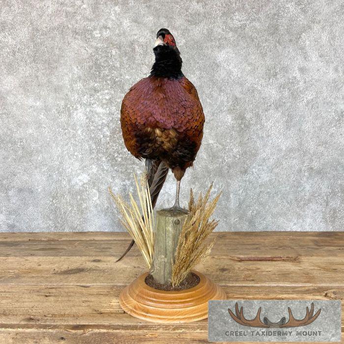 Talish Pheasant Taxidermy Bird Mount For Sale - Image 4