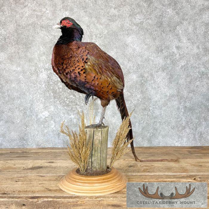 Talish Pheasant Taxidermy Bird Mount For Sale - Image 5
