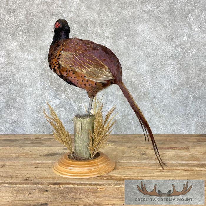 Talish Pheasant Taxidermy Bird Mount For Sale - Image 6