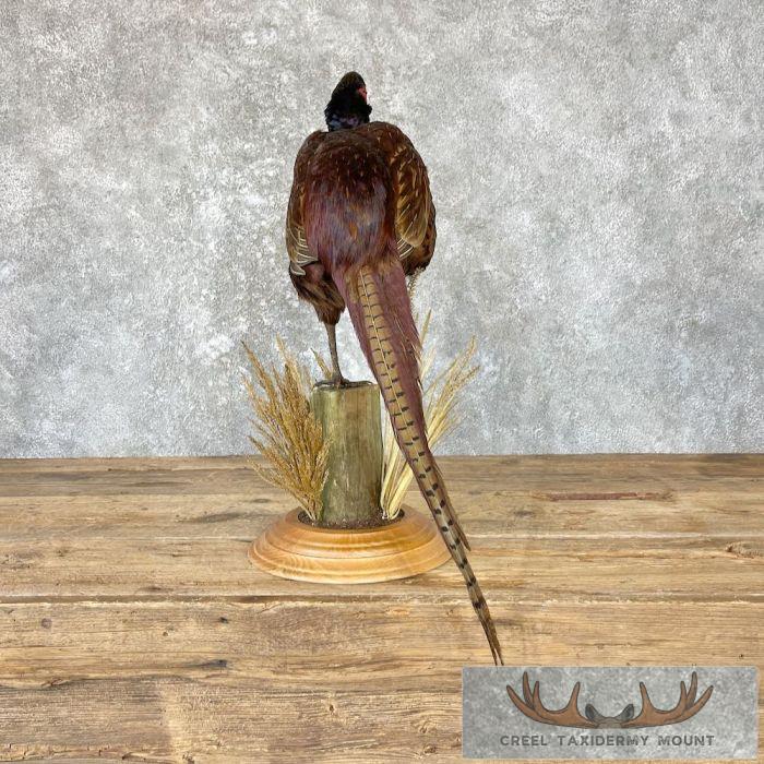 Talish Pheasant Taxidermy Bird Mount For Sale - Image 7