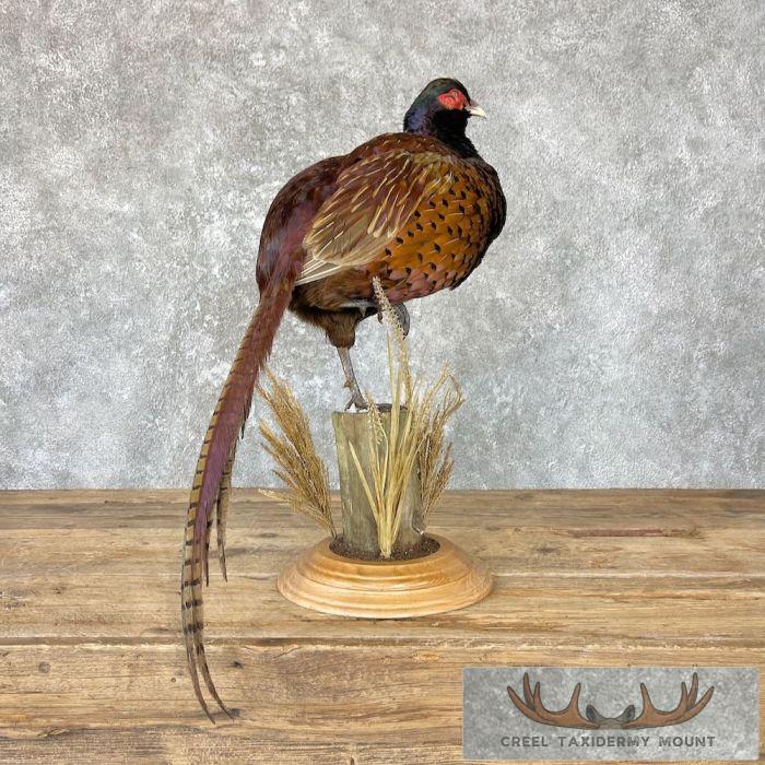 Talish Pheasant Taxidermy Bird Mount For Sale - Image 8