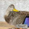 Black Mallard Hen Taxidermy Bird Mount For Sale - Image 2