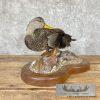 Black Mallard Hen Taxidermy Bird Mount For Sale - Image 3