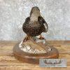 Black Mallard Hen Taxidermy Bird Mount For Sale - Image 4