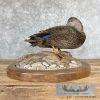 Black Mallard Hen Taxidermy Bird Mount For Sale - Image 5