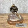 Black Mallard Hen Taxidermy Bird Mount For Sale - Image 6