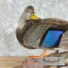 Black Mallard Hen Taxidermy Bird Mount For Sale - Image 7