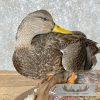 Black Mallard Hen Taxidermy Bird Mount For Sale - Image 8