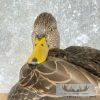 Black Mallard Hen Taxidermy Bird Mount For Sale - Image 9