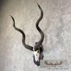 Greater Kudu Skull & Horn European Taxidermy Mount For Sale - Image 2