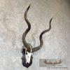 Greater Kudu Skull & Horn European Taxidermy Mount For Sale - Image 3