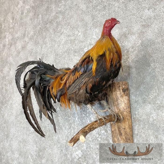 Domestic Chicken Rooster Taxidermy Mount For Sale - Image 2