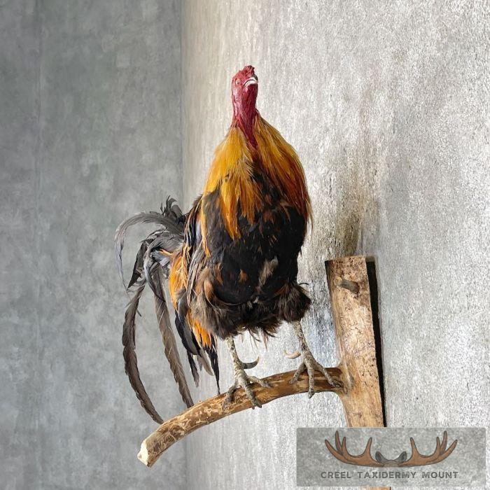 Domestic Chicken Rooster Taxidermy Mount For Sale - Image 3