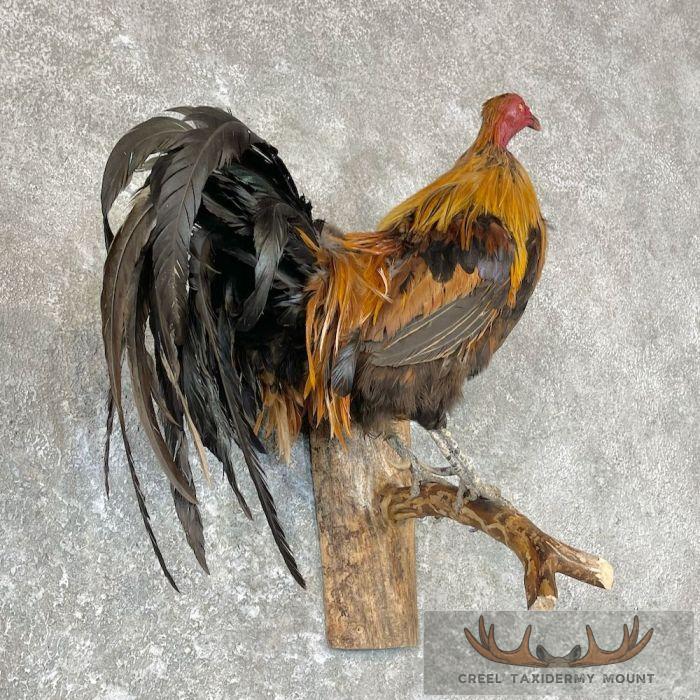 Domestic Chicken Rooster Taxidermy Mount For Sale - Image 4