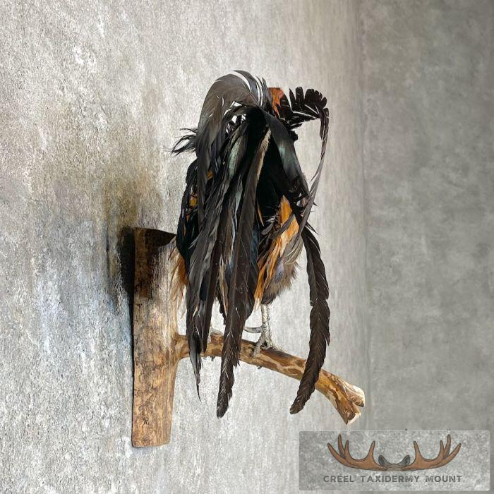 Domestic Chicken Rooster Taxidermy Mount For Sale - Image 5