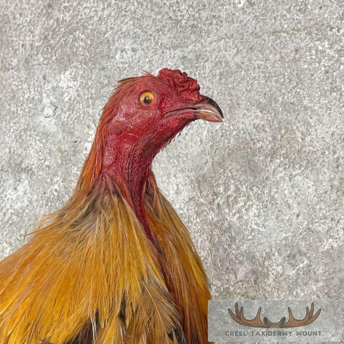 Domestic Chicken Rooster Taxidermy Mount For Sale - Image 6