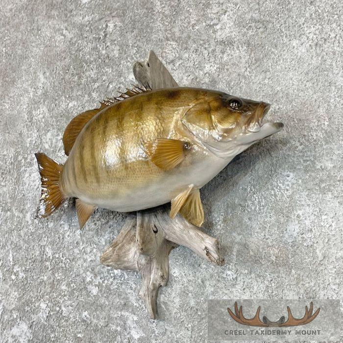 Smallmouth Bass Taxidermy Fish Mount For Sale - Image 2