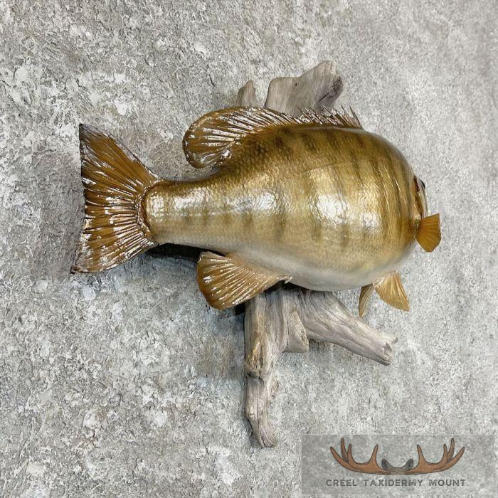 Smallmouth Bass Taxidermy Fish Mount For Sale - Image 3