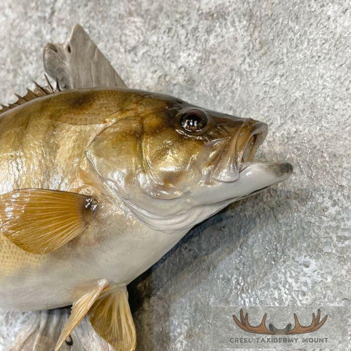 Smallmouth Bass Taxidermy Fish Mount For Sale - Image 4