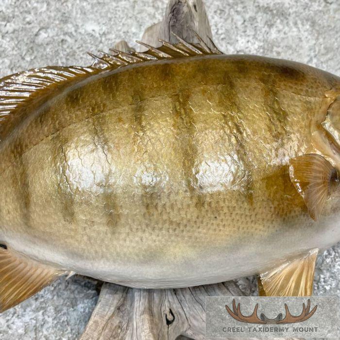 Smallmouth Bass Taxidermy Fish Mount For Sale - Image 5