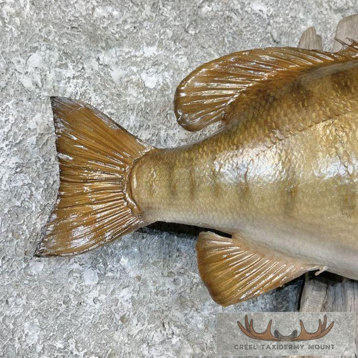 Smallmouth Bass Taxidermy Fish Mount For Sale - Image 6