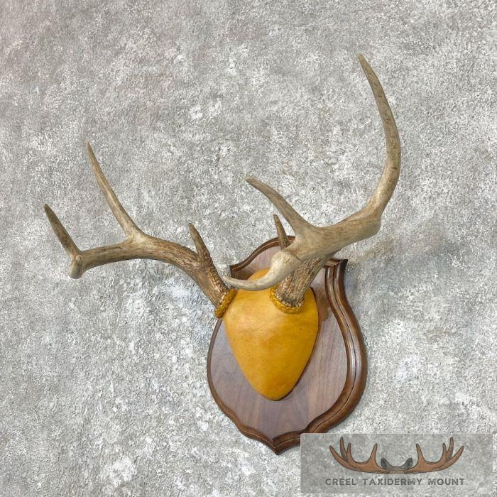 Whitetail Deer Antler Plaque Taxidermy Mount For Sale - Image 2