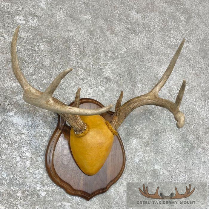 Whitetail Deer Antler Plaque Taxidermy Mount For Sale - Image 3