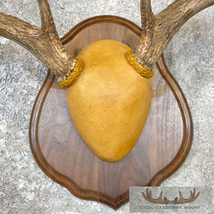 Whitetail Deer Antler Plaque Taxidermy Mount For Sale - Image 4