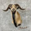 Corsican Ram Taxidermy Shoulder Mount For Sale - Image 2
