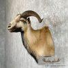 Corsican Ram Taxidermy Shoulder Mount For Sale - Image 3