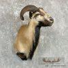 Corsican Ram Taxidermy Shoulder Mount For Sale - Image 4