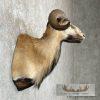 Corsican Ram Taxidermy Shoulder Mount For Sale - Image 5
