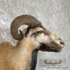 Corsican Ram Taxidermy Shoulder Mount For Sale - Image 6