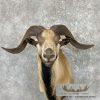 Corsican Ram Taxidermy Shoulder Mount For Sale - Image 7