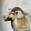 Corsican Ram Taxidermy Shoulder Mount For Sale - Image 8