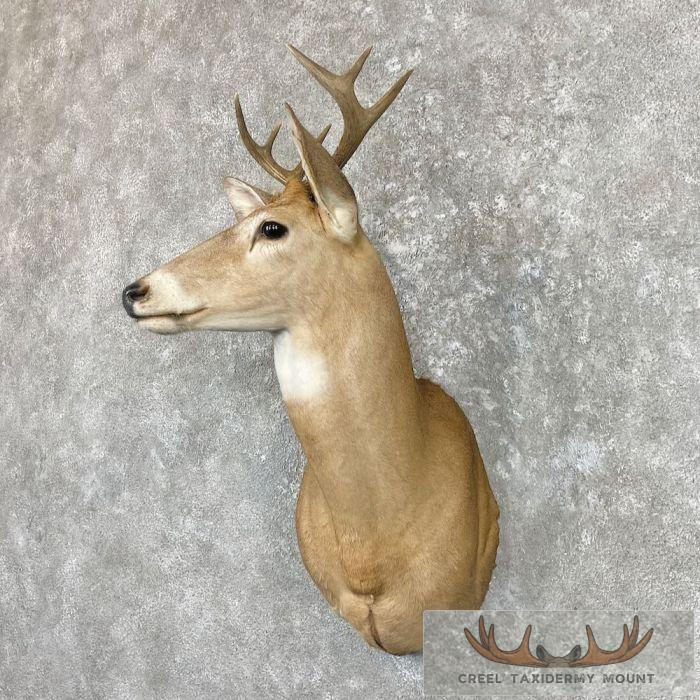 Whitetail Deer Shoulder Taxidermy Mount For Sale - Image 2
