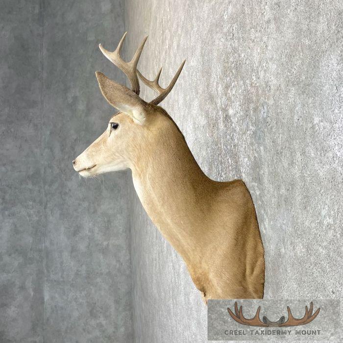 Whitetail Deer Shoulder Taxidermy Mount For Sale - Image 3