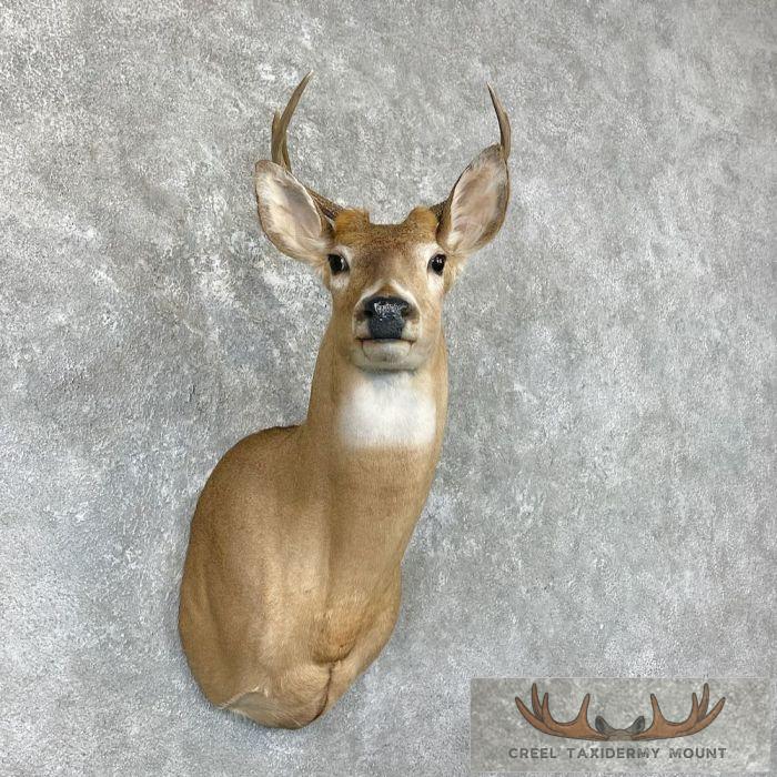 Whitetail Deer Shoulder Taxidermy Mount For Sale - Image 4