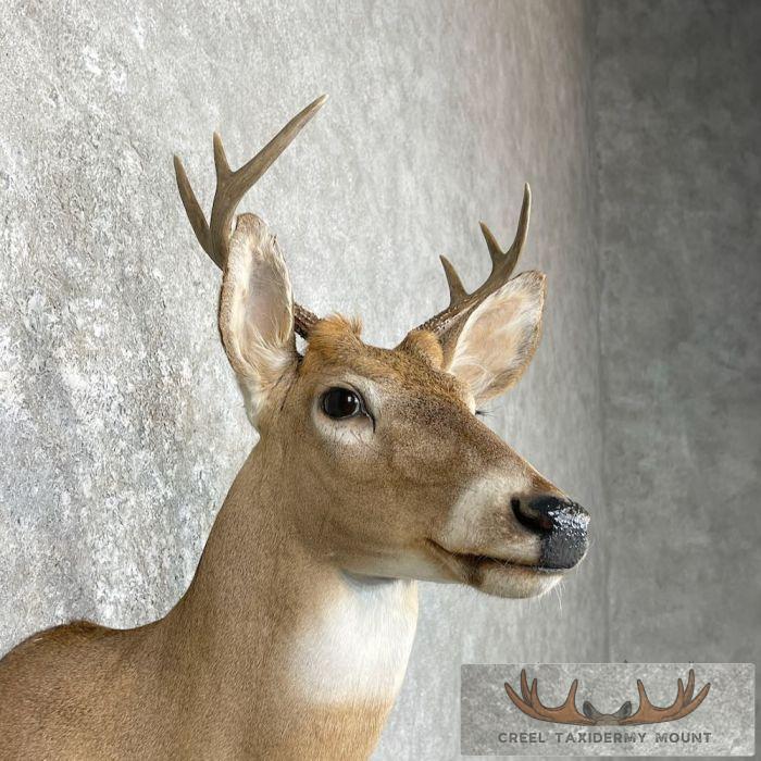 Whitetail Deer Shoulder Taxidermy Mount For Sale - Image 6