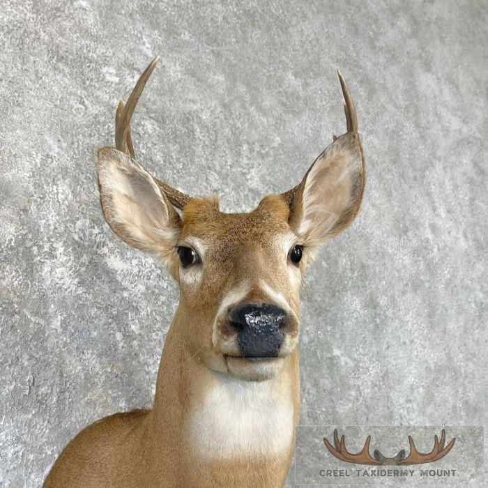 Whitetail Deer Shoulder Taxidermy Mount For Sale - Image 7