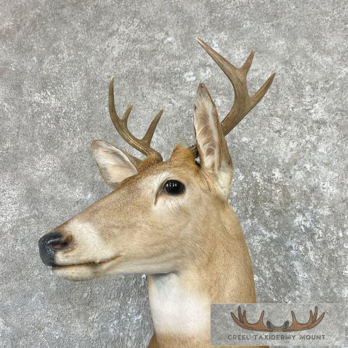 Whitetail Deer Shoulder Taxidermy Mount For Sale - Image 8